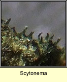 Scytonema
