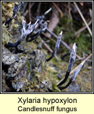 Xylaria hypoxylon, Candlesnuff fungus