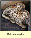 Datronia mollis