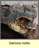 Datronia mollis