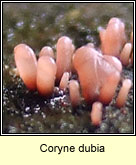 Coryne dubia