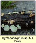 Hymenoscyphus sp Q1, Disco