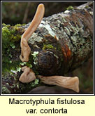Macrotyphula fistulosa var contorta