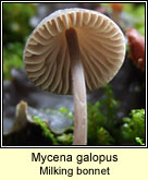 Mycena galopus, Milking bonnet