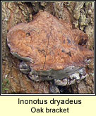 Inonotus sp