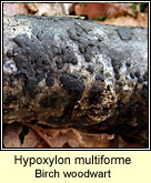 Hypoxylon multiforme, Birch woodwart