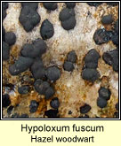 Hypoxylon fuscum, Hazel woodwart