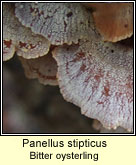 Panellus stipticus, Bitter oysterling