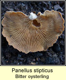 Panellus stipticus, Bitter oysterling