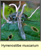 Hymenostilbe muscarium
