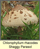 Chlorophyllum rhacodes, Shaggy Parasol