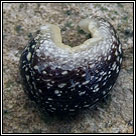 Kerry slug, Geomalacus maculosus
