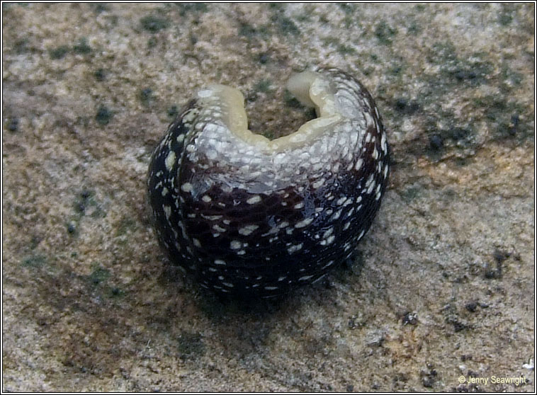 Kerry slug, Geomalacus maculosus