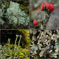 cladonia species