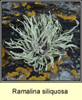 Ramalina siliquosa, Sea Ivory