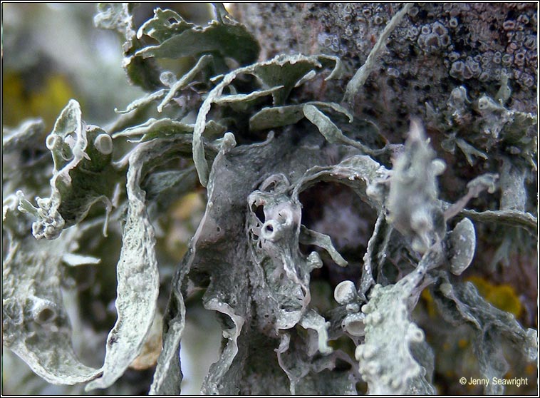 Ramalina fraxinea