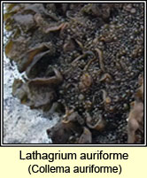 Collema auriforme, Jelly lichen