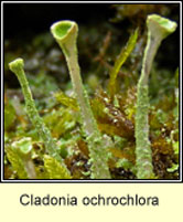 Cladonia ochrochlora