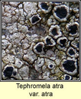 Tephromela atra
