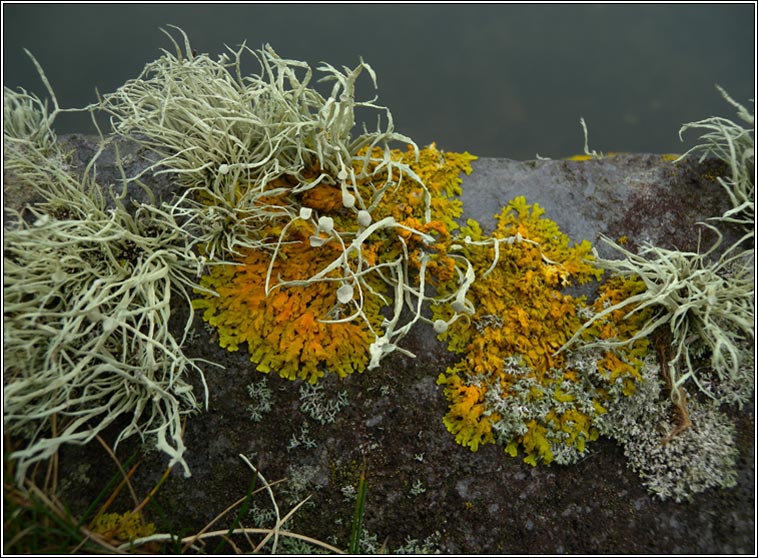 Ramalina cuspidata