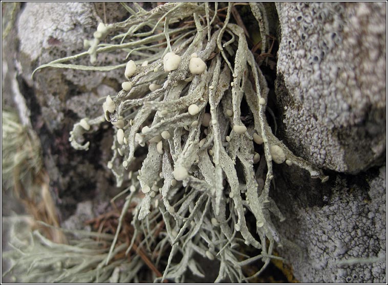 Ramalina cuspidata