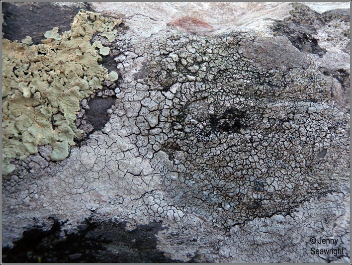 Lecanora actophila