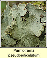 Parmotrema pseudoreticulatum