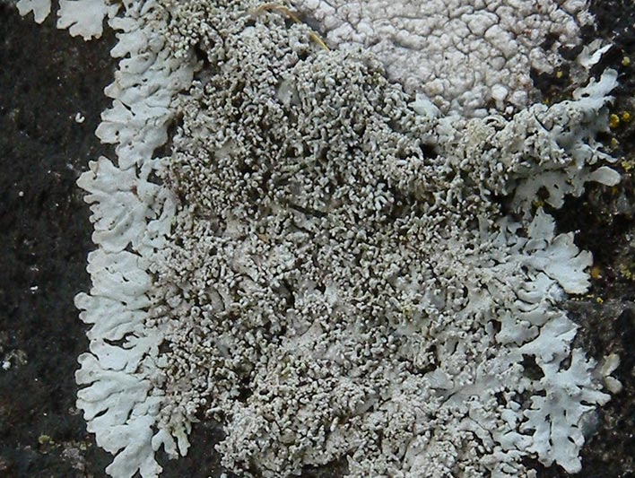 Physcia clementei