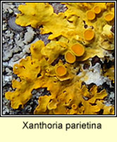 Xanthoria parietina, Common Orange Lichen