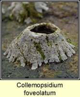 Collemopsidium foveolatum