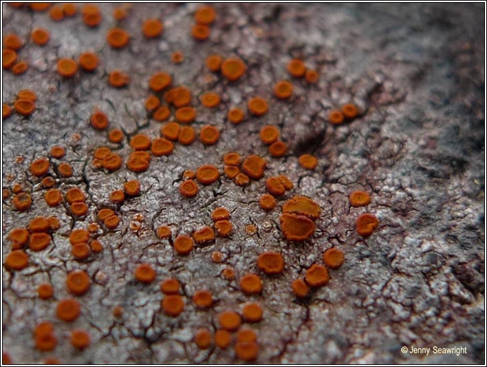 Caloplaca crenularia