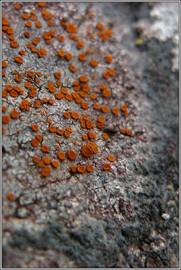 Caloplaca crenularia