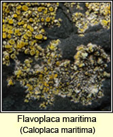 Flavoplaca maritima, Caloplaca maritima