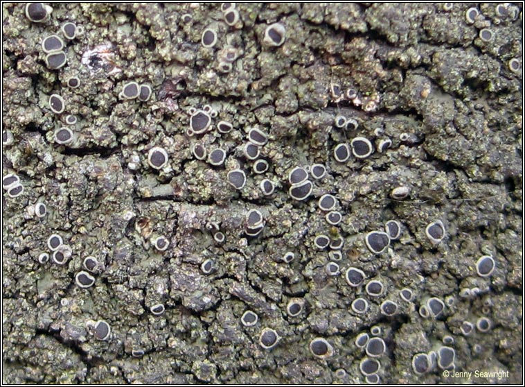 Hyperphyscia adglutinata, fertile