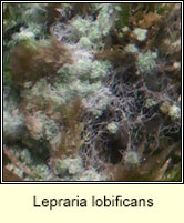 Lepraria lobificans