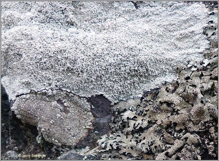 Pertusaria corallina
