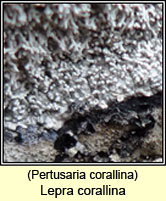 Lepra corallina, Pertusaria corallina