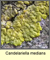 Candelariella medians