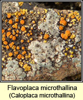 Flavoplaca microthallina, Caloplaca microthallina