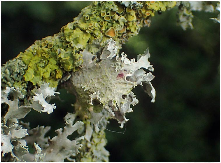 Ramalina lacera