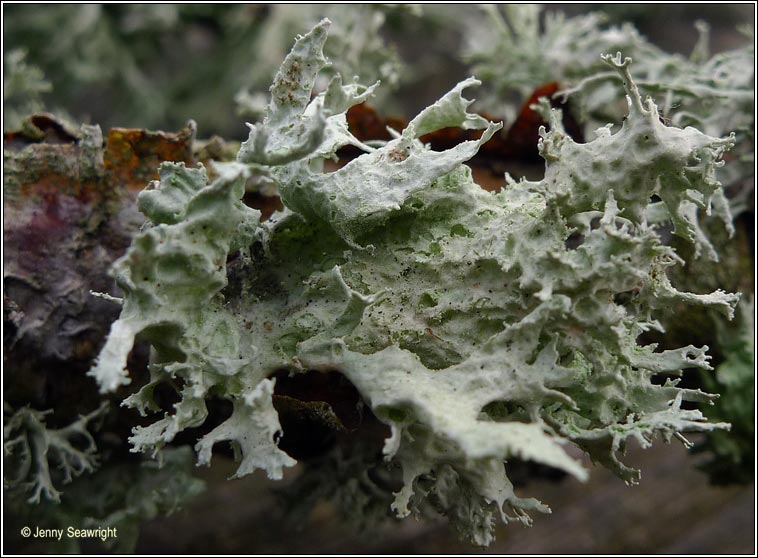 Ramalina lacera