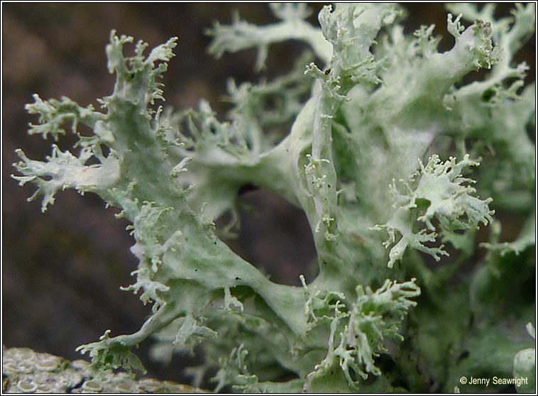 Ramalina lacera