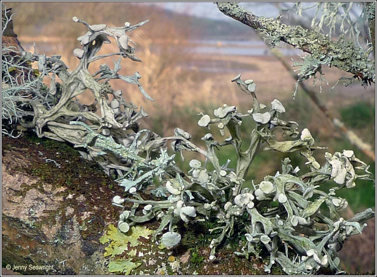 Ramalina calicaris