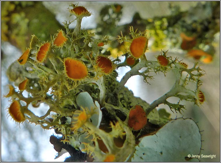 Teloschistes chrysophthalmus, Golden-eye lichen