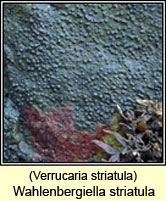Wahlenbergiella striatula, Verrucaria striatula