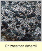Rhizocarpon richardii 
