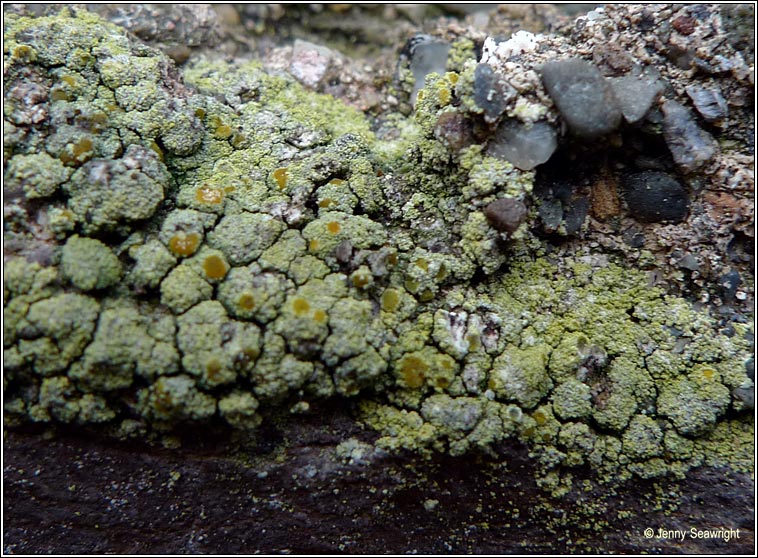 Candelariella coralliza