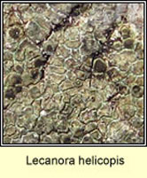 Lecanora helicopis