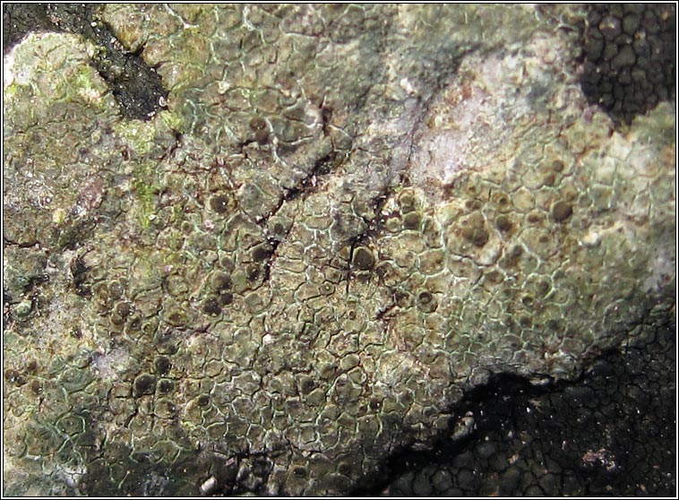 Lecanora helicopis