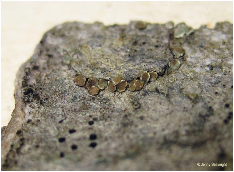 Lecanora dispersa